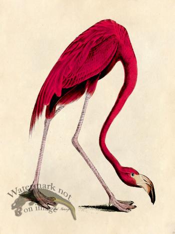 Pink Flamingo - Tribute Bd 17